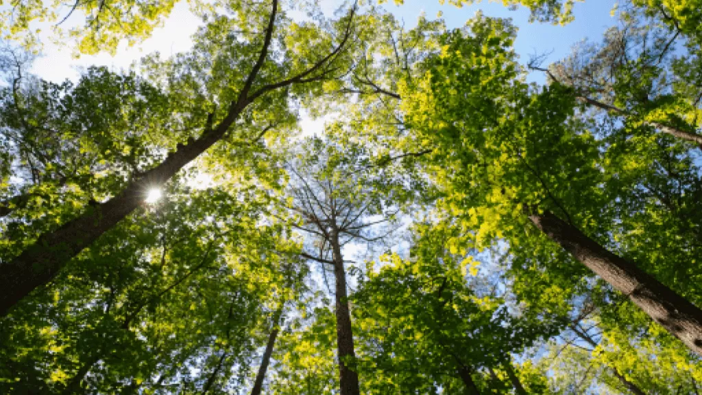 view of looking up at the trees